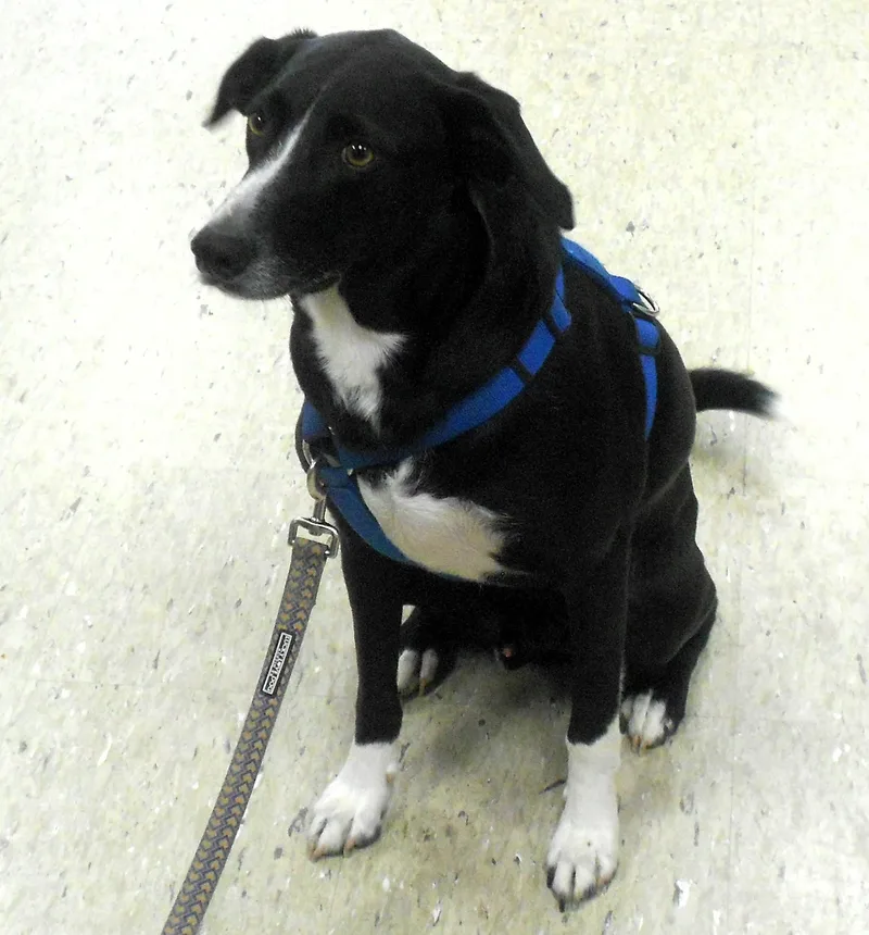 Buddy Lee thumbnail 3