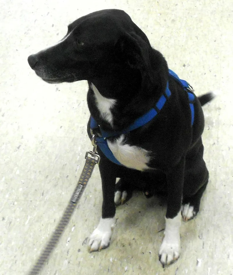 Buddy Lee thumbnail 4