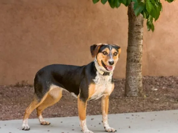 A young medium-sized female Mixed Breed dog named Lucky Charms for adoption in Santa Fe, NM
