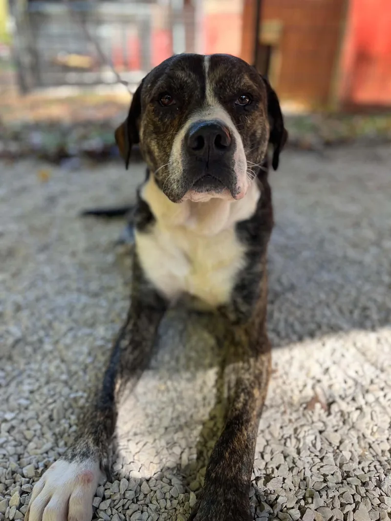 An adult large-sized male Brindle American Bulldog dog named Gage for adoption in Ona, WV
