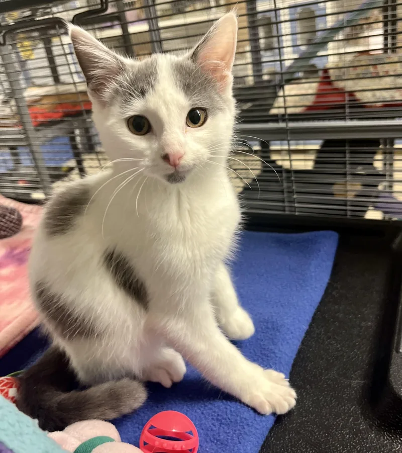 A young medium-sized male Gray & White Domestic Short Hair cat named Max for adoption in Seville, OH