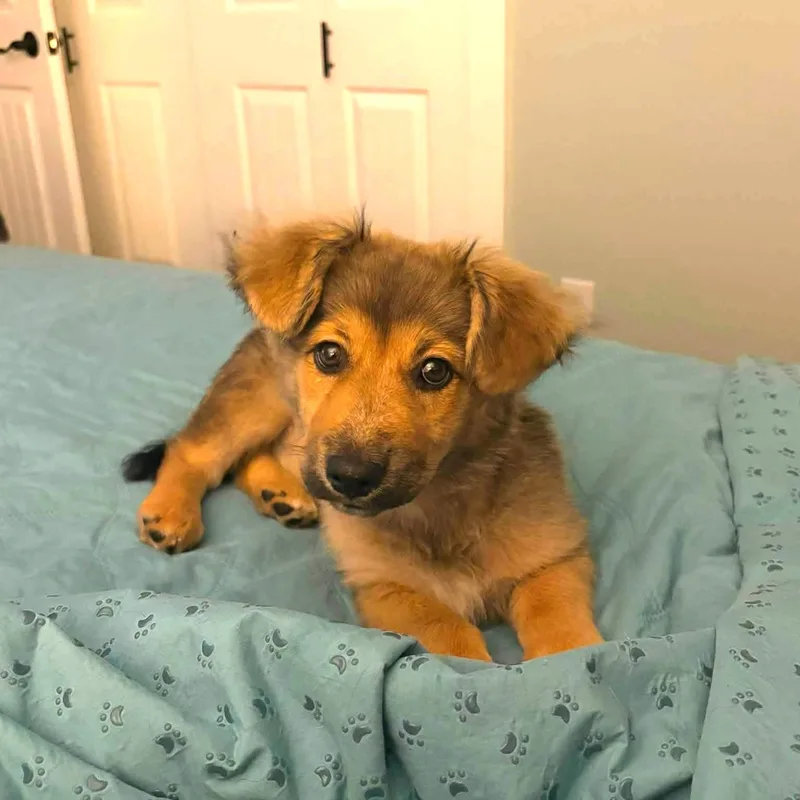 A baby medium-sized male Apricot / Beige Corgi dog named Bruno for adoption in Dallas, TX
