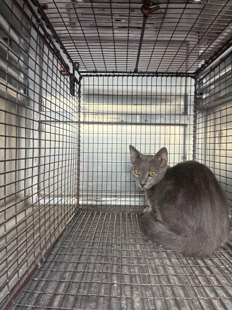 A baby small-sized male Domestic Short Hair cat named Petal for adoption in New Braunfels, TX