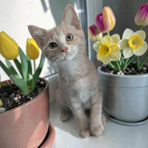 A baby medium-sized male Orange & White Domestic Short Hair cat named Jalapeno for adoption in Fort Worth, TX
