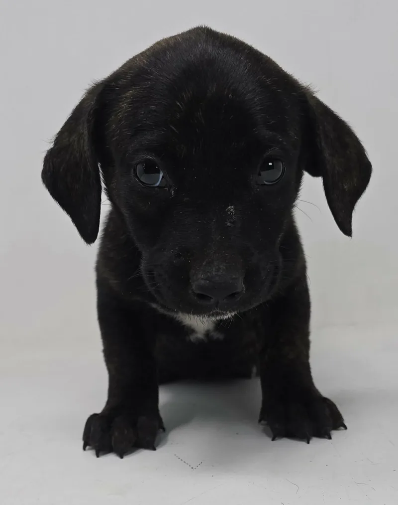 A baby medium-sized female Black Labrador Retriever dog named Winx for adoption in Newport, TN