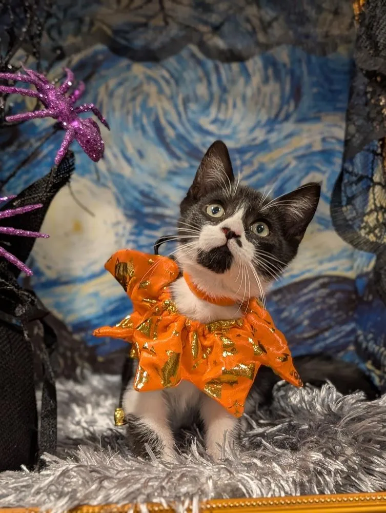 A baby small-sized male Domestic Short Hair cat named Miles for adoption in Fremont, CA