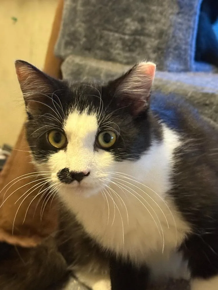A baby medium-sized male Domestic Long Hair cat named Chance for adoption in Salisbury, NC