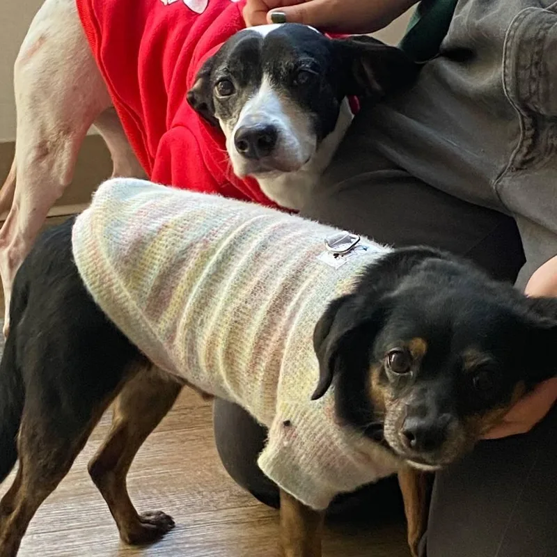 A senior small-sized male Black Chihuahua dog named Truman for adoption in New York, NY