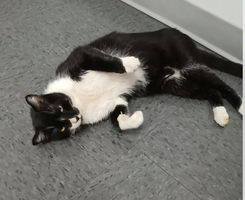 An adult large-sized male Domestic Short Hair cat named Big Foot for adoption in Frisco, TX