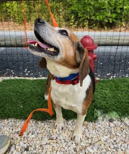 A senior medium-sized female Beagle dog named Daisy for adoption in Southern Pines, NC