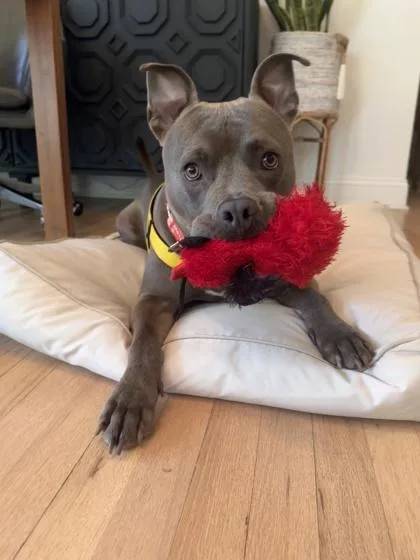 An adult medium-sized male Pit Bull Terrier dog named Luther for adoption in Atlanta, GA