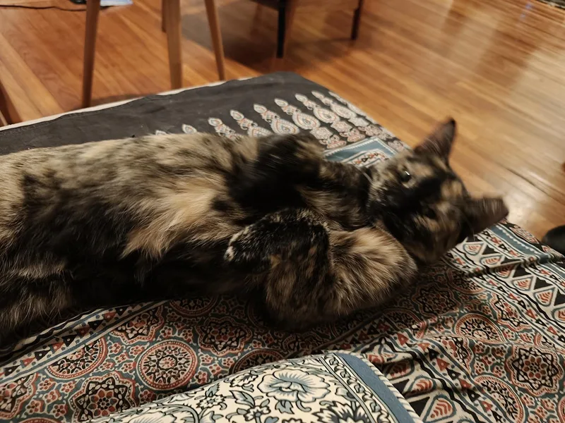 A young medium-sized female Tabby (Gray / Blue / Silver) Domestic Short Hair cat named Rickie and Rizzie Ridgewood for adoption in Philadelphia, PA