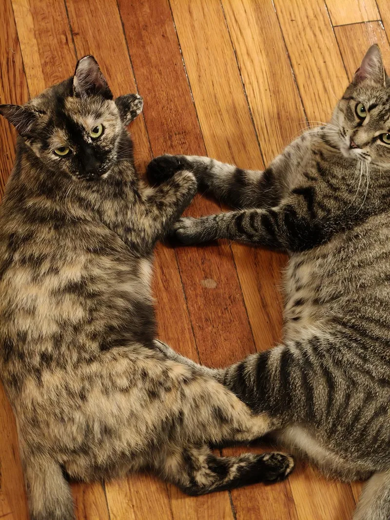 Rickie and Rizzie Ridgewood thumbnail 4