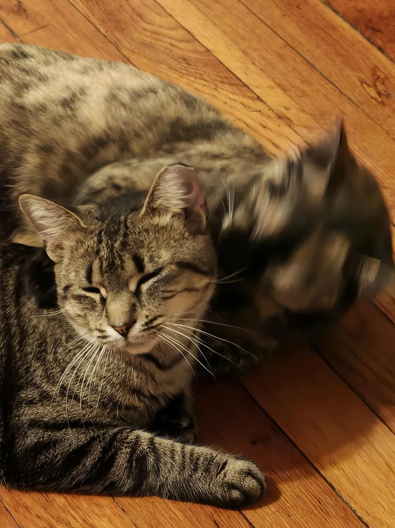 Rickie and Rizzie Ridgewood thumbnail 6