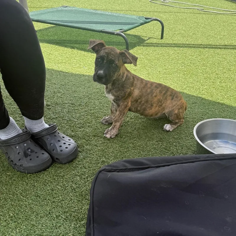 A baby small-sized female Brindle Terrier dog named Brandy for adoption in Houston, TX