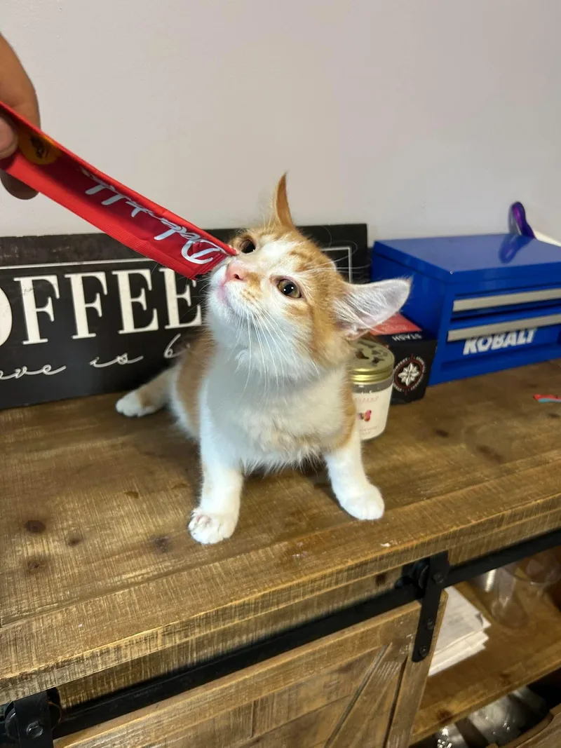 A baby small-sized male Orange & White Domestic Medium Hair cat named Leo for adoption in Kent, OH