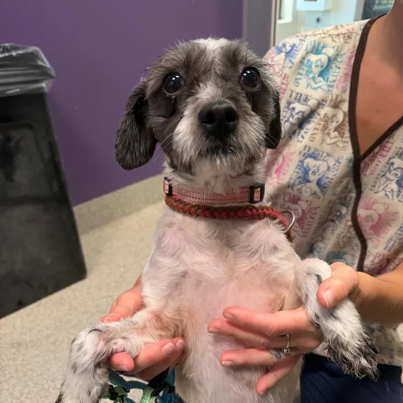 An adult small-sized female Black Maltese dog named Cinnamon for adoption in Englewood, FL
