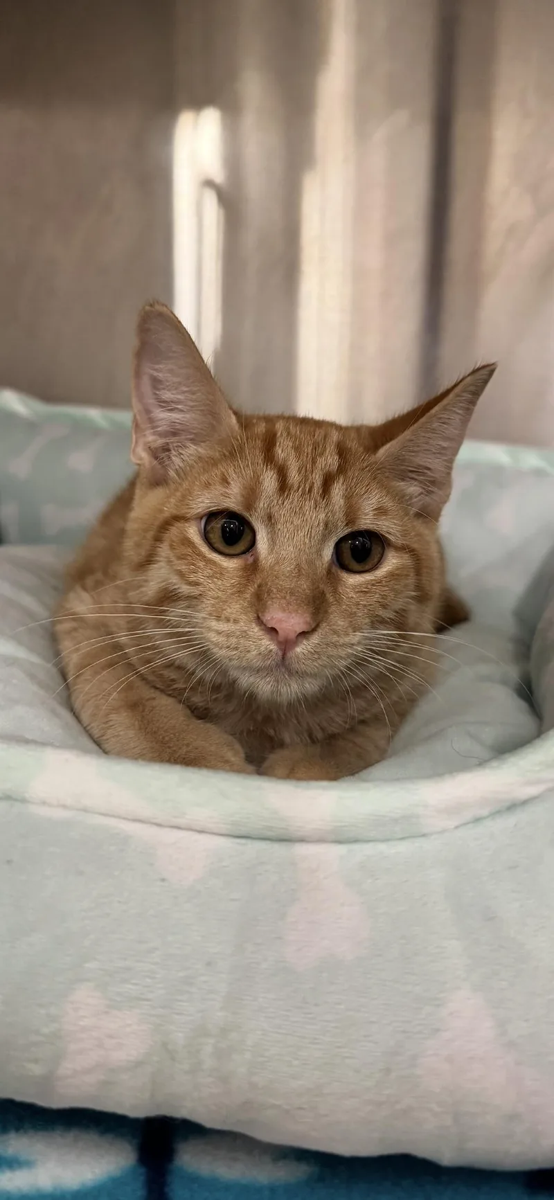 A young medium-sized male Orange / Red Domestic Short Hair cat named Nibbles for adoption in Scottsdale, AZ