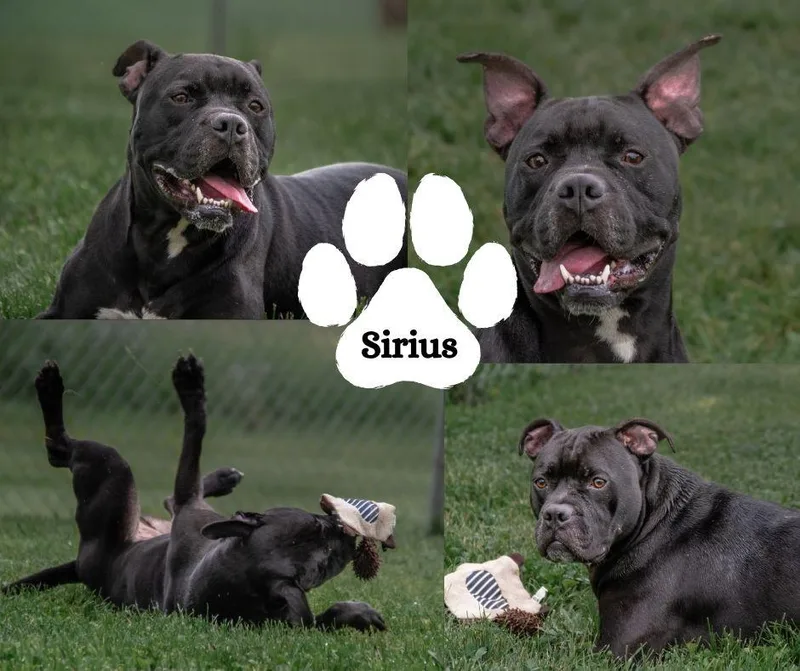 An adult medium-sized male Black Pit Bull Terrier dog named Sirius for adoption in Winchester, KY