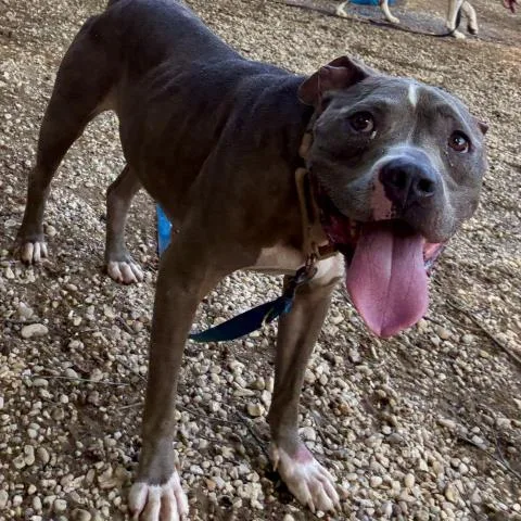 A senior medium-sized male Mixed Breed dog named Nathan Chesterfield for adoption in Pensacola, FL