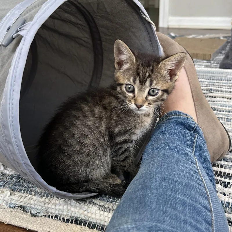 A baby small-sized male Brown / Chocolate Domestic Short Hair cat named Purrito for adoption in North Branford, CT