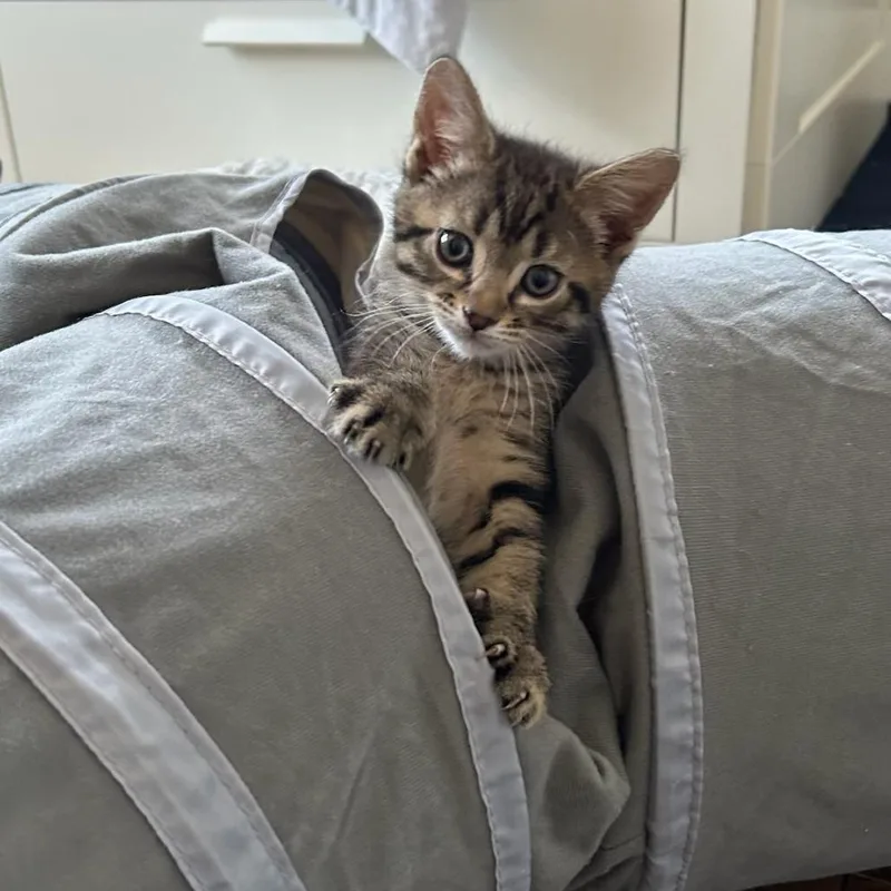 Purrito thumbnail 2