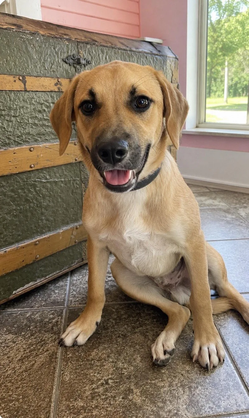 A young large-sized male Black Mouth Cur dog named Tristan Lonestar for adoption in Rockaway, NJ