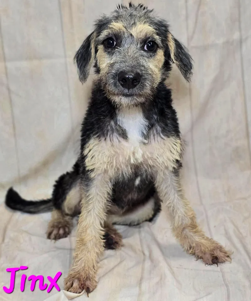 A young medium-sized female Terrier dog named Jinx for adoption in Milwaukee, WI