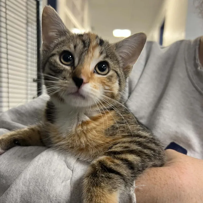 A baby small-sized female Domestic Short Hair cat named Charlotte for adoption in Hampton Bays, NY