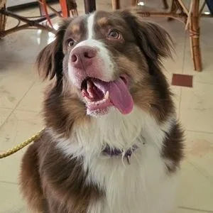 An adult medium-sized female Tricolor (Brown, Black, & White) Australian Shepherd dog named Zara for adoption in Collegeville, PA