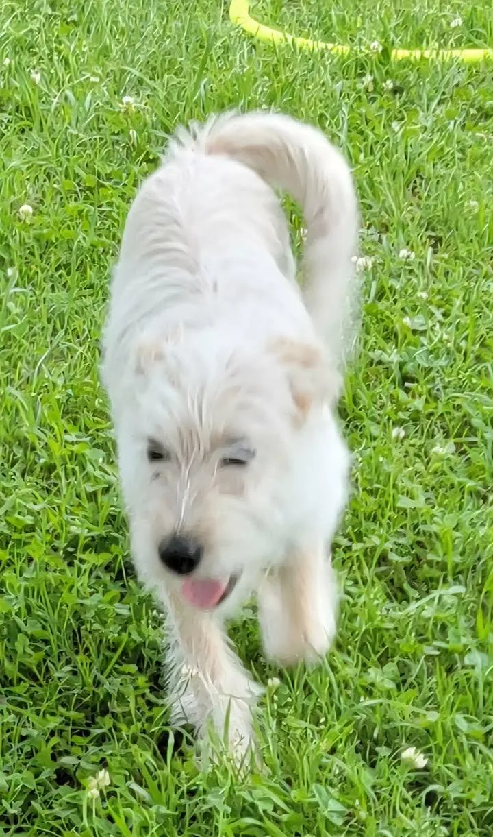 A young small-sized female White / Cream West Highland White Terrier / Westie dog named Annie for adoption in Van Alstyne, TX