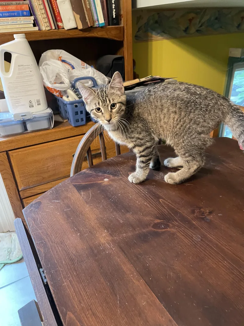 A baby medium-sized male Domestic Short Hair cat named Grasshopper for adoption in Crown Point, IN