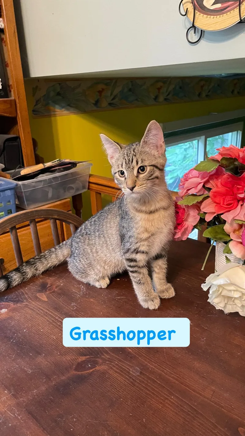 Grasshopper thumbnail 2