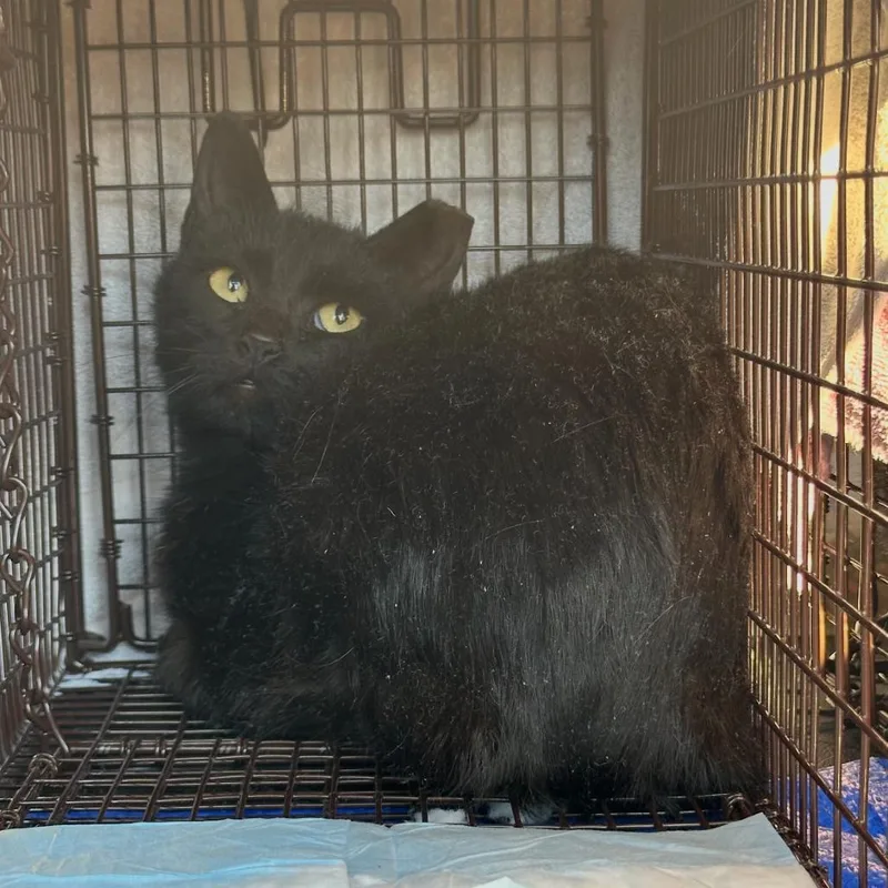 An adult medium-sized female Black Domestic Short Hair cat named Bob for adoption in Ferndale, MI
