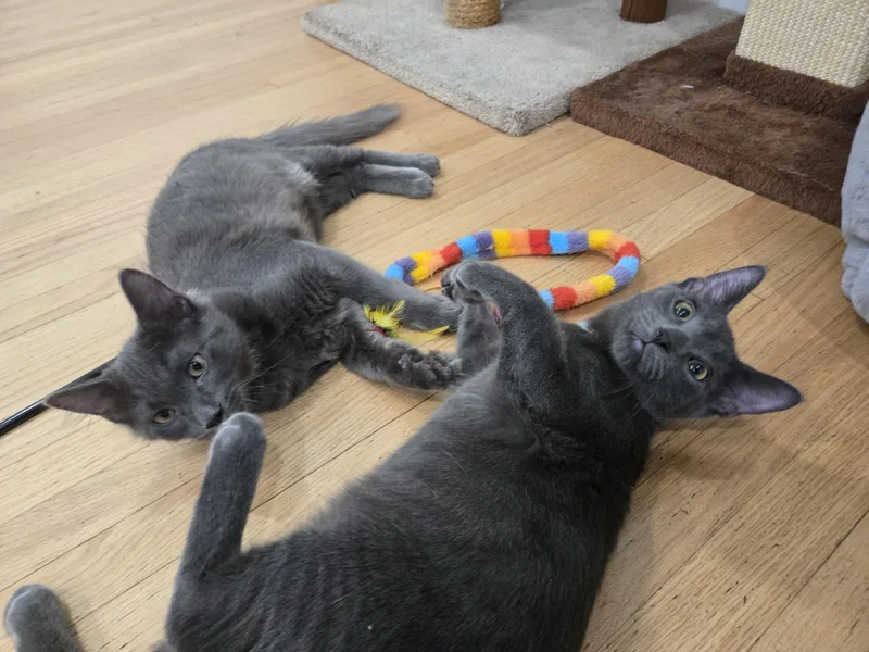 A baby medium-sized male Gray / Blue / Silver Domestic Short Hair cat named Bedhead & Buzzcut for adoption in La Canada, CA