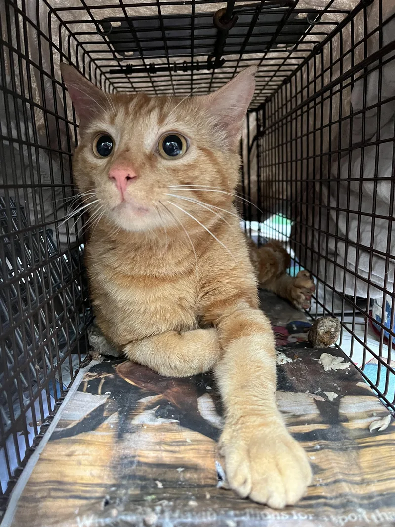 A young medium-sized male Tabby (Orange / Red) Tabby cat named Shroeder for adoption in Bloomfield, NJ