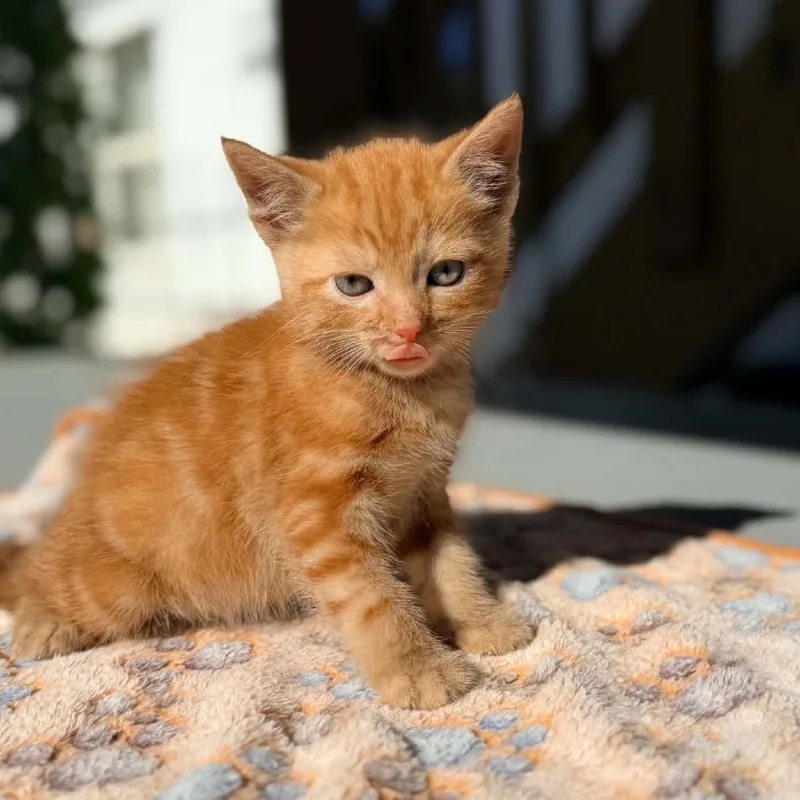 A baby small-sized male Orange / Red Domestic Medium Hair cat named Gunther for adoption in Charleston, WV