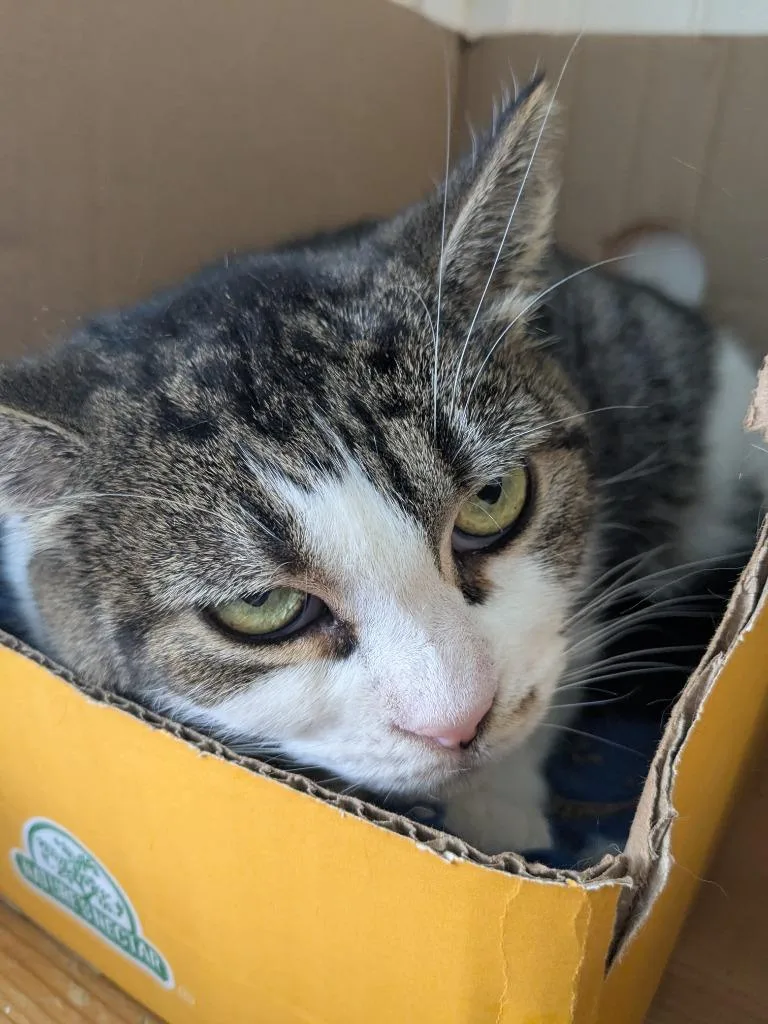 An adult small-sized female Domestic Short Hair cat named Ivy for adoption in Meriden, CT