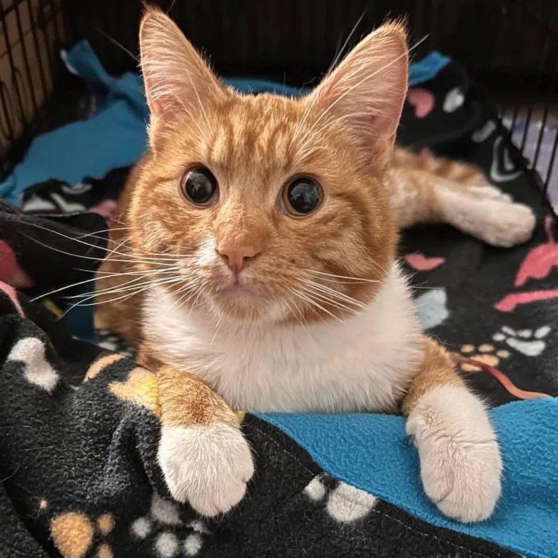 A young medium-sized male Orange / Red Domestic Short Hair cat named Salmon for adoption in Nampa, ID