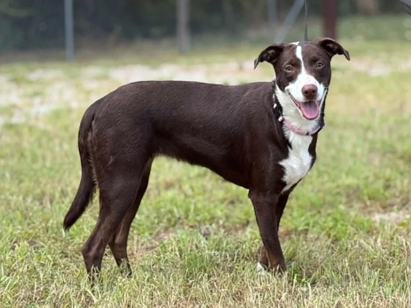 An adult medium-sized female Collie dog named Baby Girl for adoption in Jeffersonville, IN