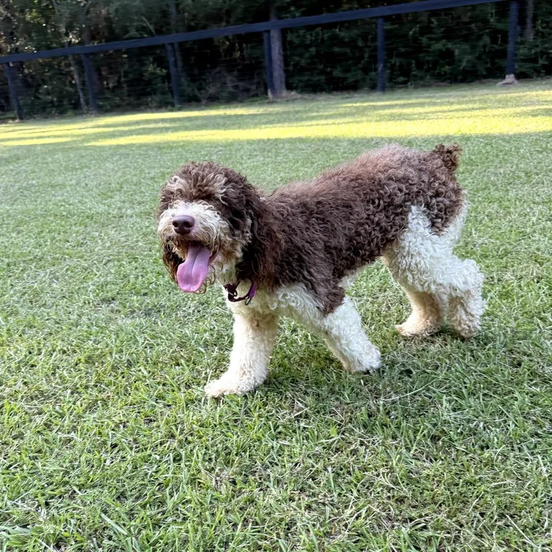 A young medium-sized male Brown / Chocolate Standard Poodle dog named Reese for adoption in New Orleans, LA