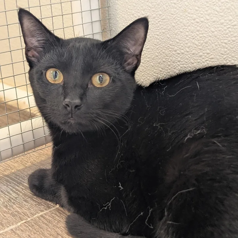 Biscuits thumbnail 2