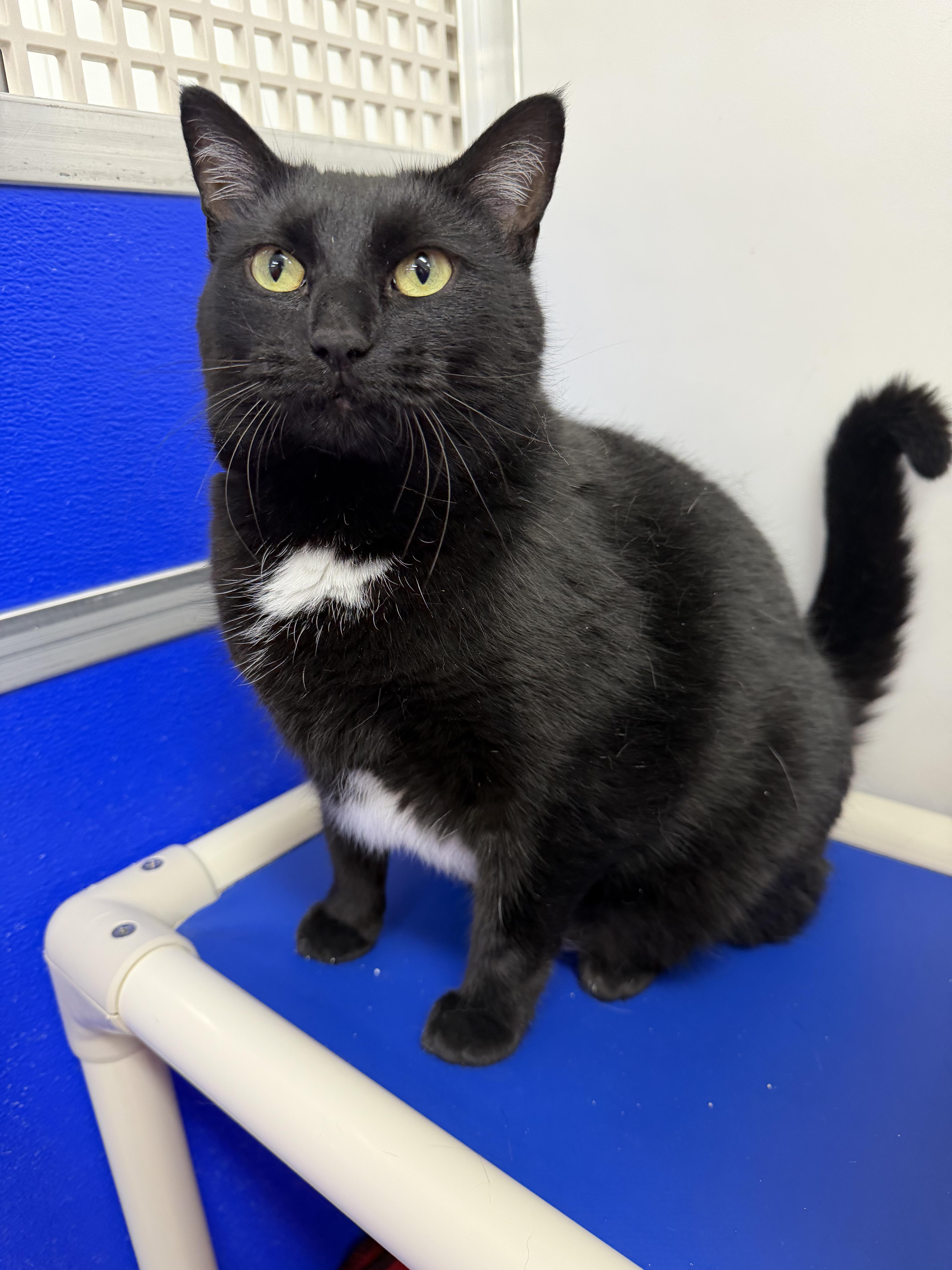 An adult medium-sized female Black & White / Tuxedo Domestic Short Hair cat named Duchess for adoption in Dunkirk, NY