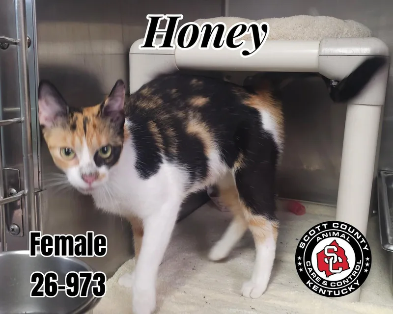 Honey