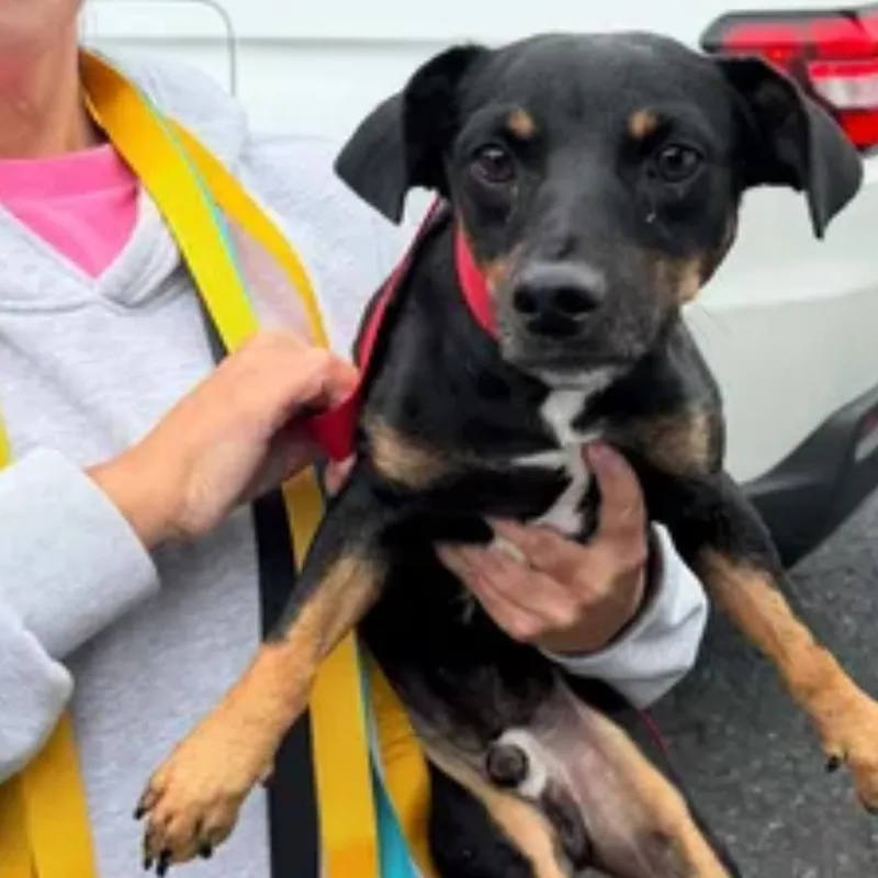 An adult small-sized male Black Chihuahua dog named Milton for adoption in Rockville, MD