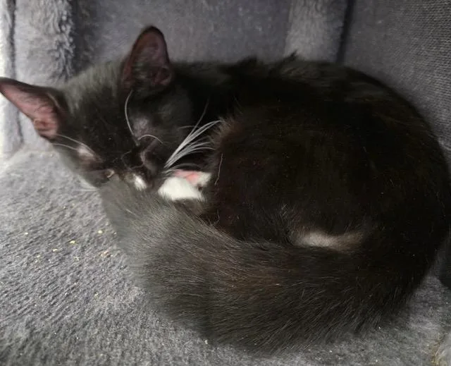A young medium-sized male Black & White / Tuxedo Domestic Short Hair cat named Dragon Mew for adoption in Henrietta, TX