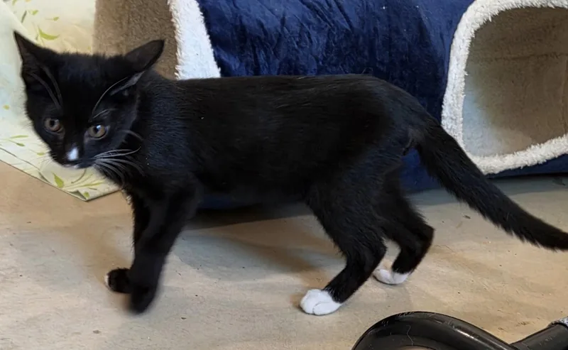 Dragon Mew thumbnail 3