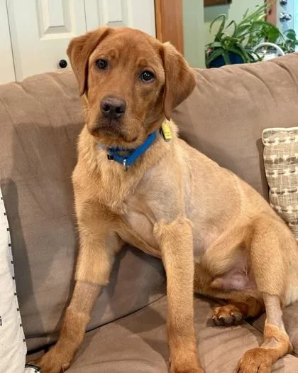 A baby large-sized male Labrador Retriever dog named Heath for adoption in Malvern, PA