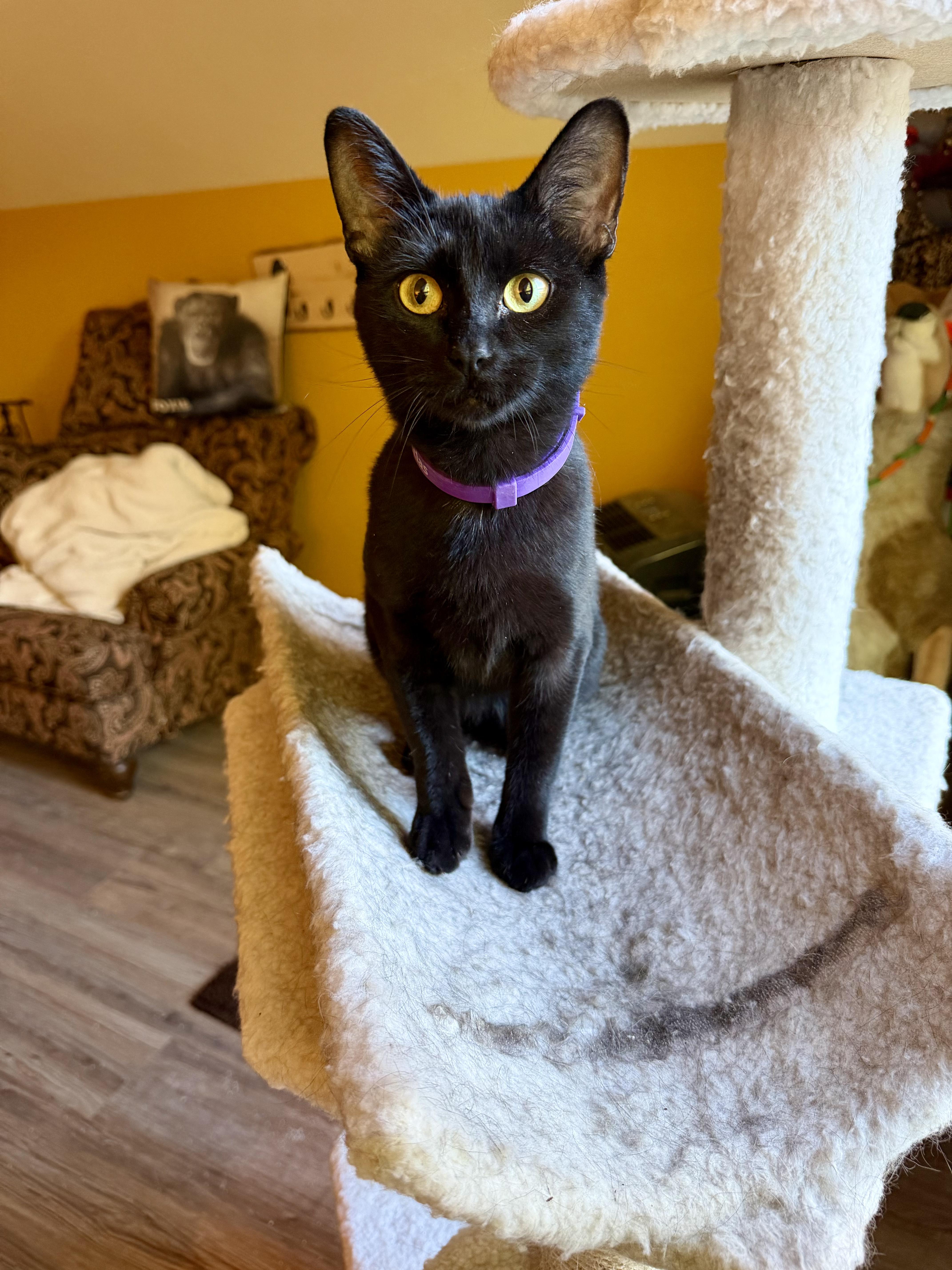 An adult medium-sized female Black Domestic Short Hair cat named Gypsy for adoption in Roslyn, WA