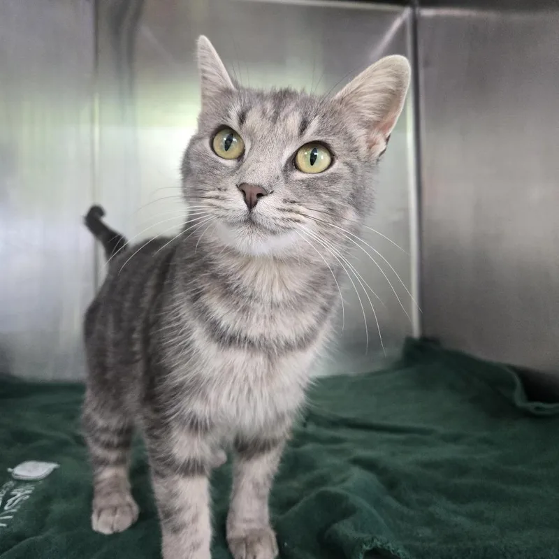 An adult medium-sized female Gray / Blue / Silver Domestic Short Hair cat named Karria for adoption in Tawas City, MI